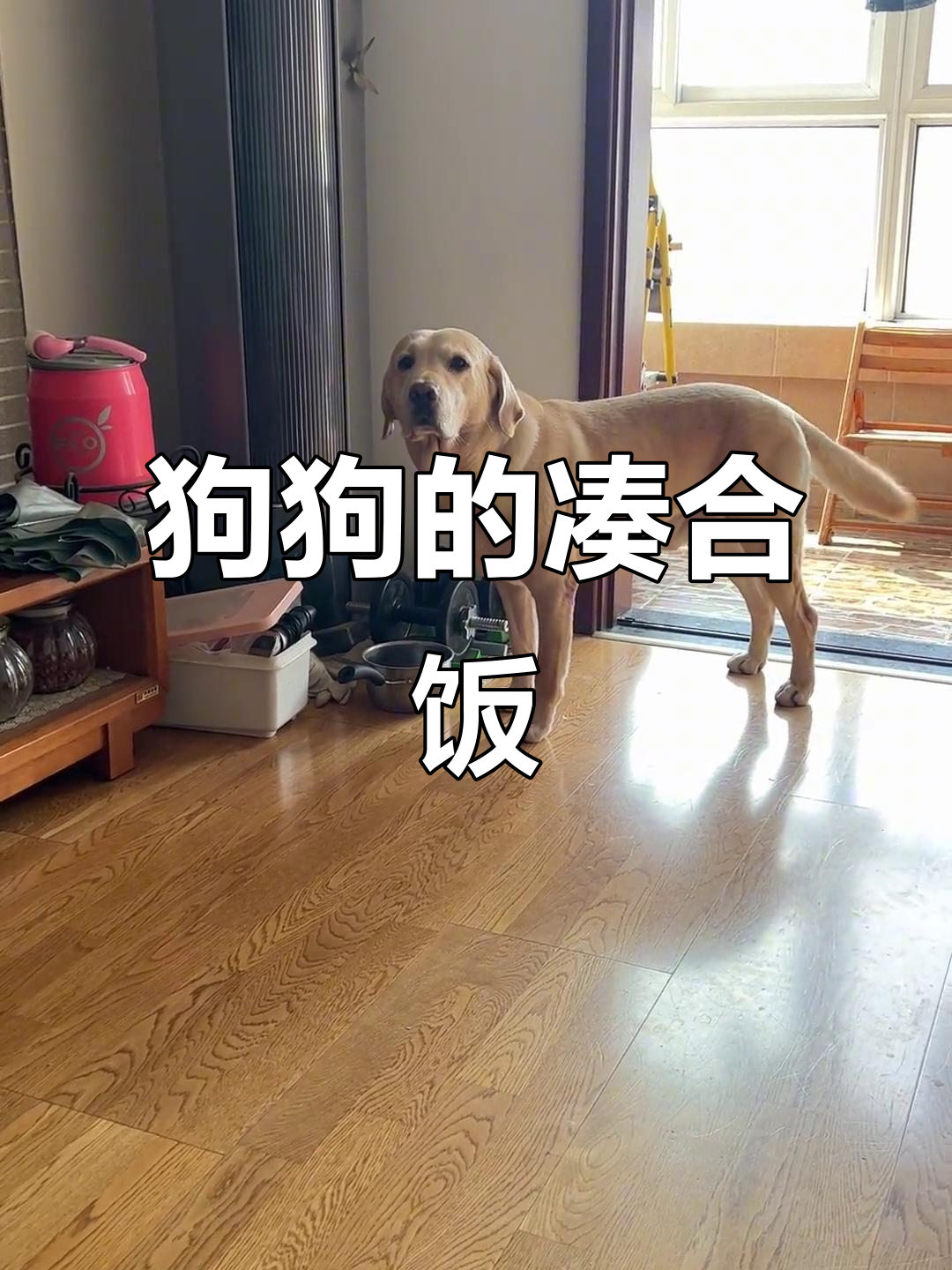 狗狗吃窝头表情超搞笑,快吃饭吧!