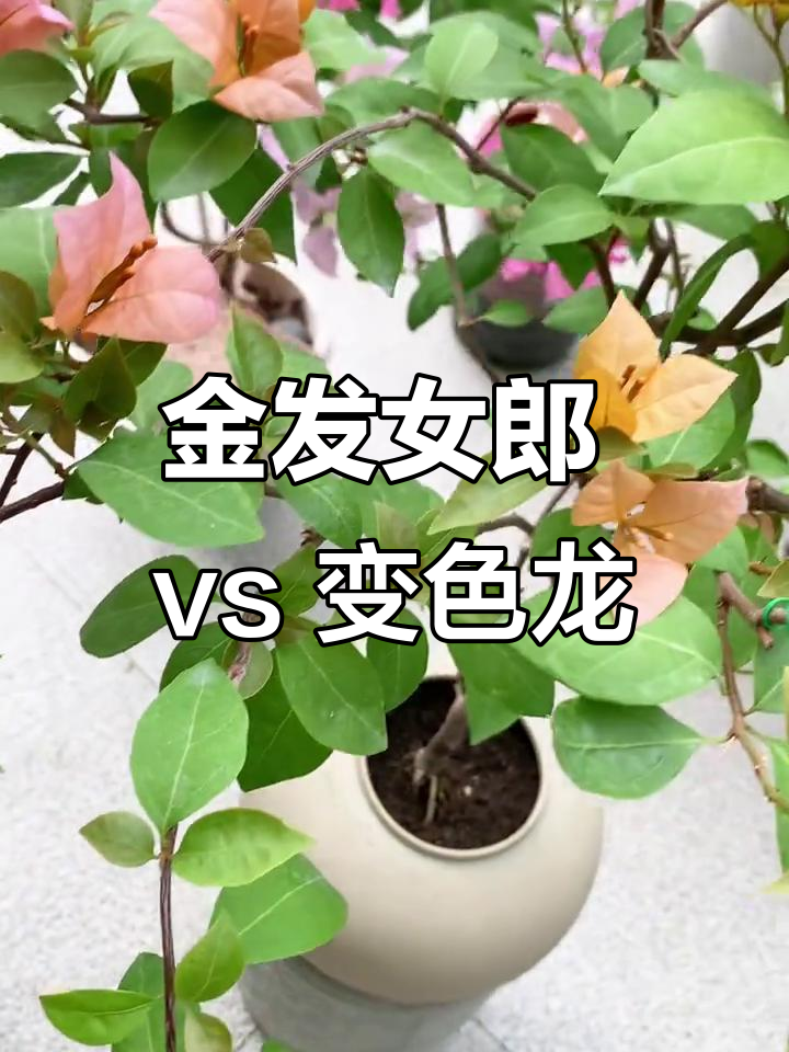 变色龙与金发女郎三角梅大比拼,哪种更适合你?