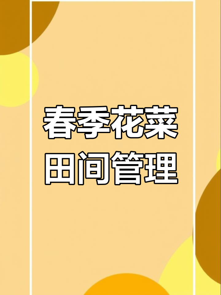 早春花菜管理技巧:防霜霉病与虫害