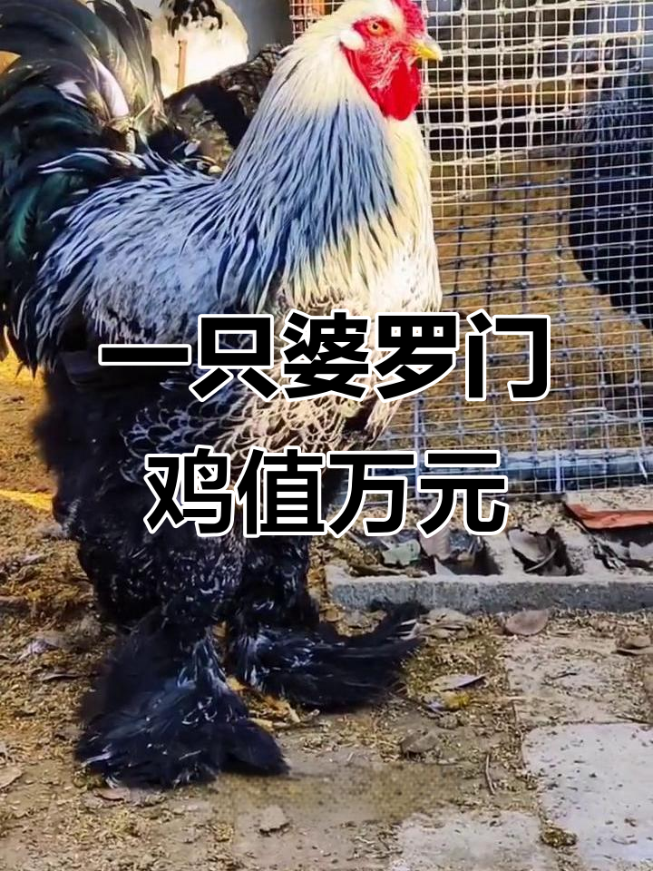 婆罗门鸡：一只卖两万，农民年赚百万的秘密