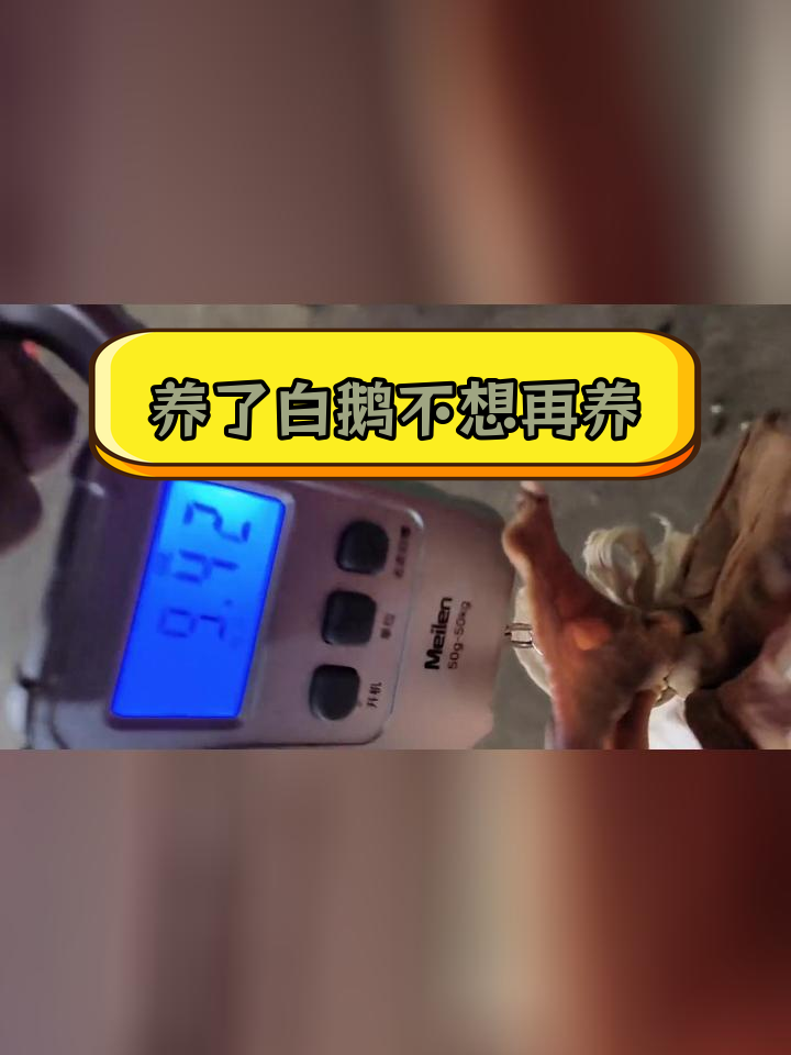 霍尔多巴吉鹅宝两个月,感觉养狮头更有趣
