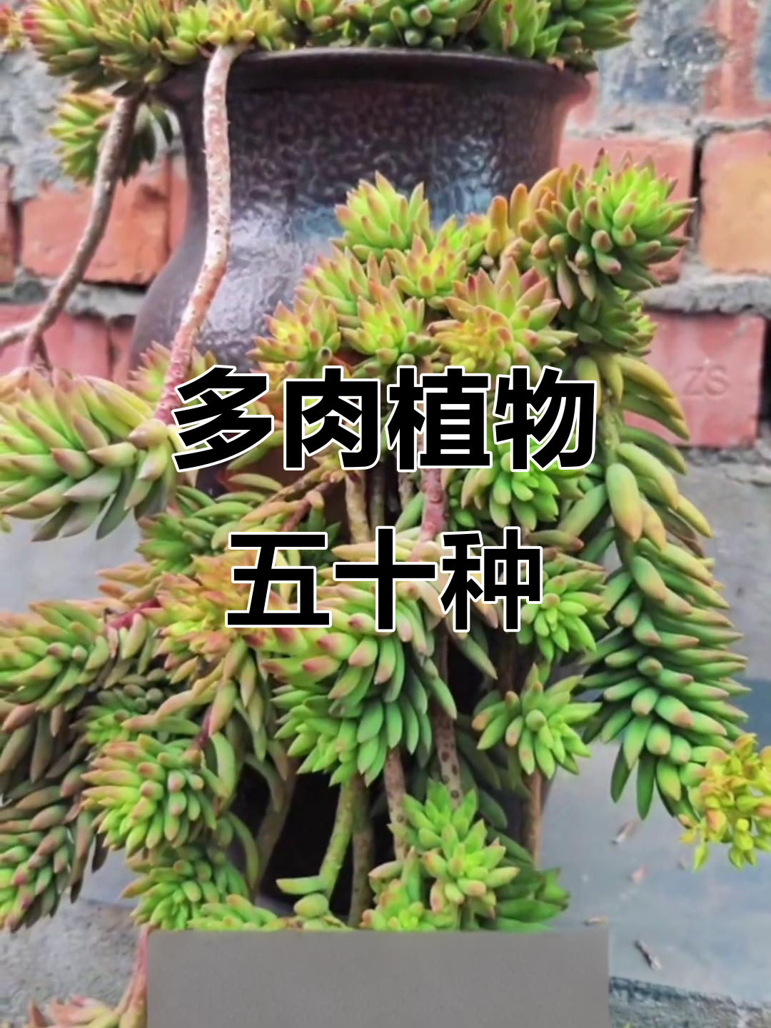 50种常见多肉植物大揭秘,轻松认识它们的特点