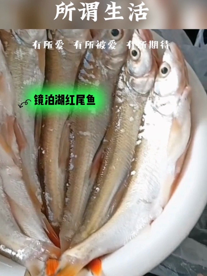 美食分享～镜泊湖红尾鱼!