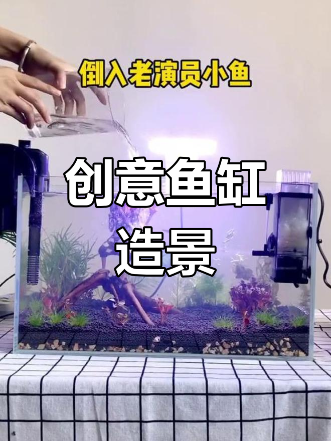 创意鱼缸造景:从八二年人参到忍者园林风格