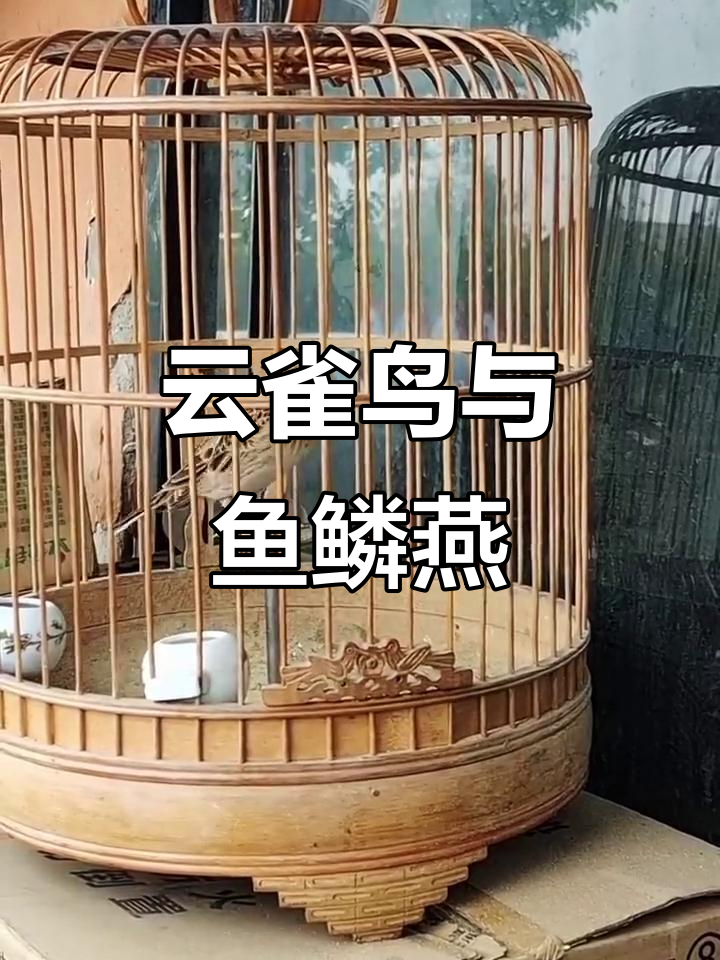 云雀鸟叫声大揭秘,鱼鳞燕的独特食性