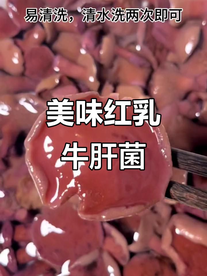 红乳牛肝菌,炒煮凉拌皆宜,口感鲜美,吃一次就停不下来!