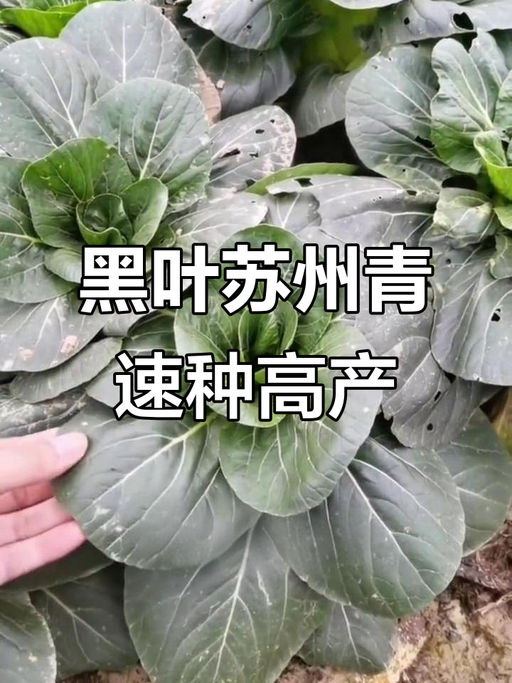 苏州青黑叶菜,耐寒又抗虫害,口感脆嫩营养丰富