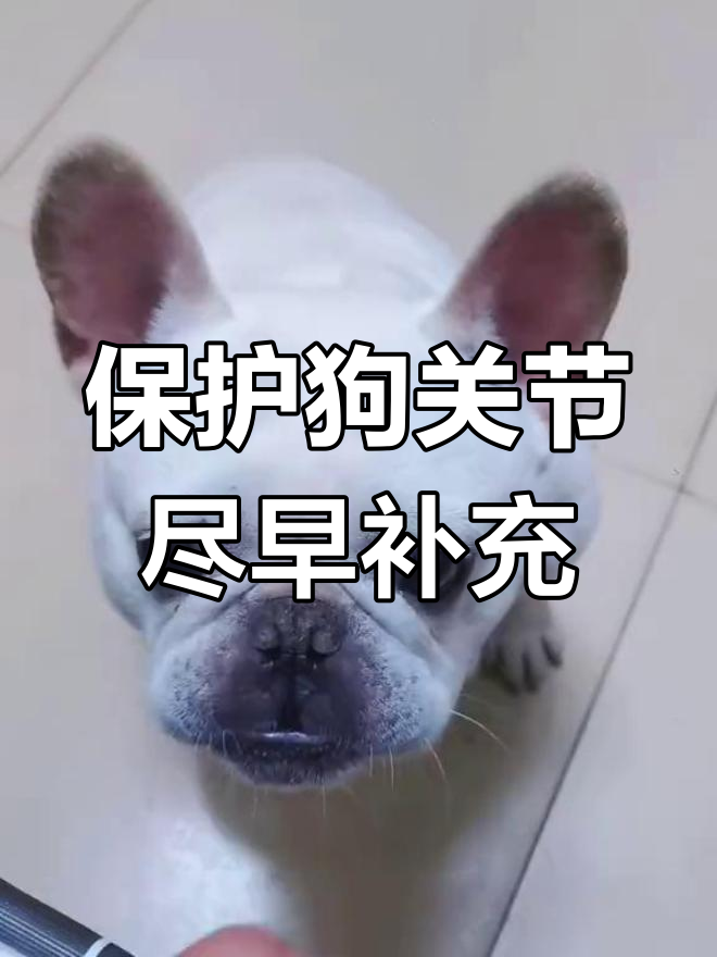 狗狗关节养护从早做起,氨糖软骨素不可缺