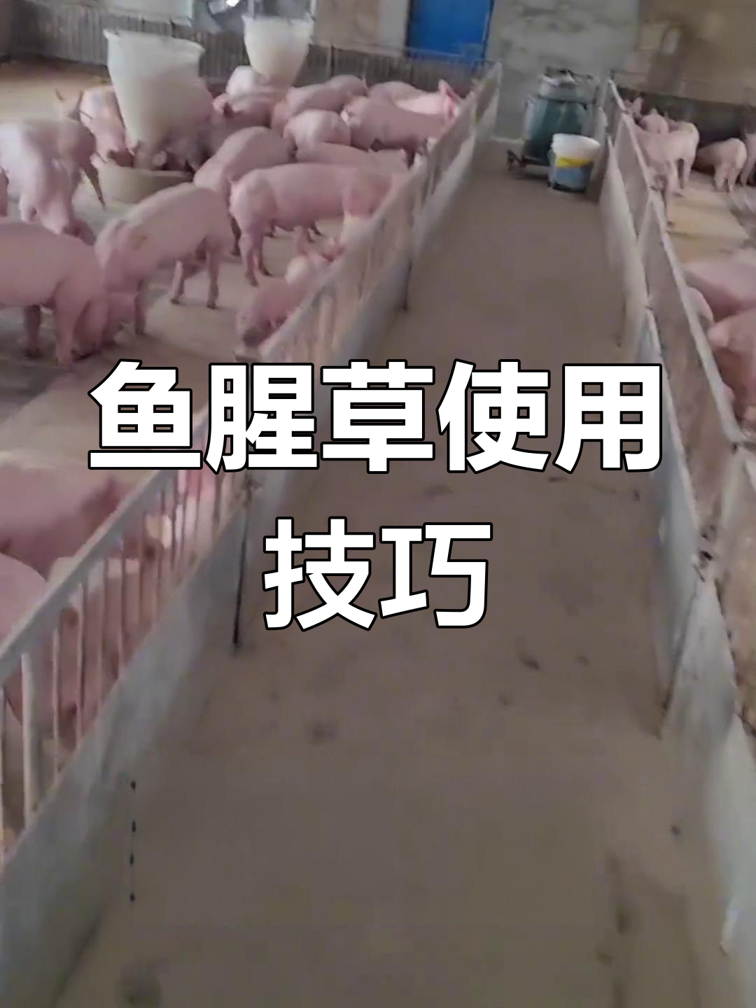 鱼腥草的多重功效与应用