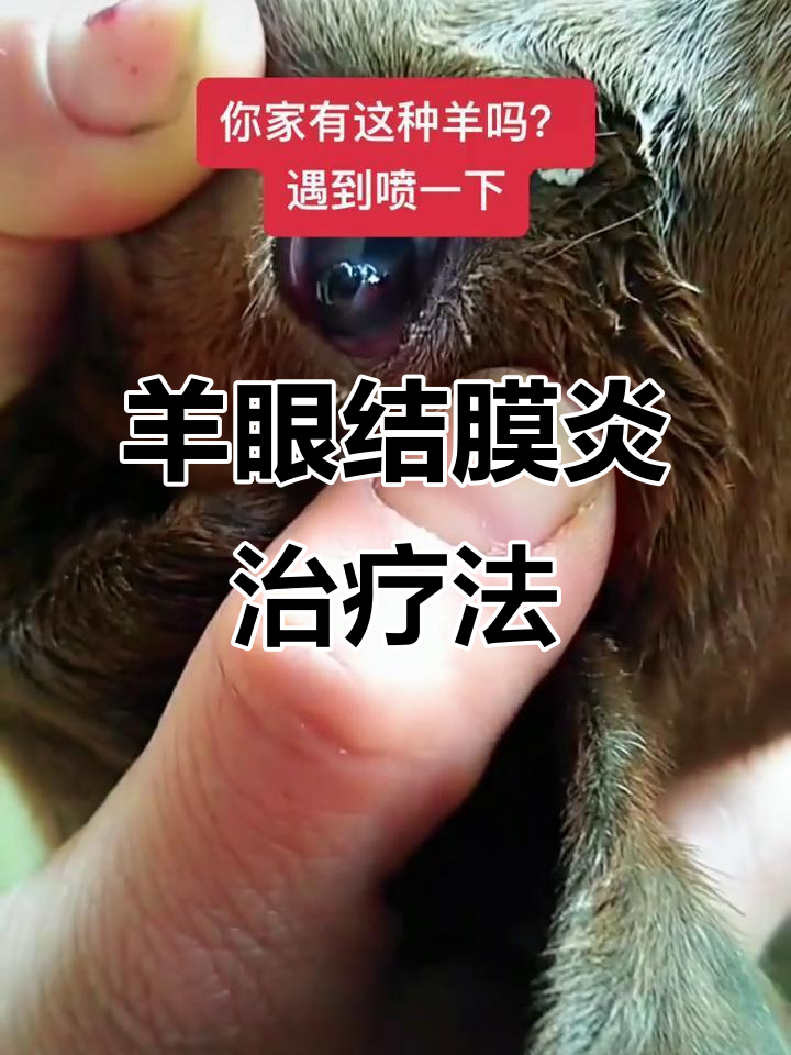 羊眼睛发红发白?教你简单实用的治疗方法