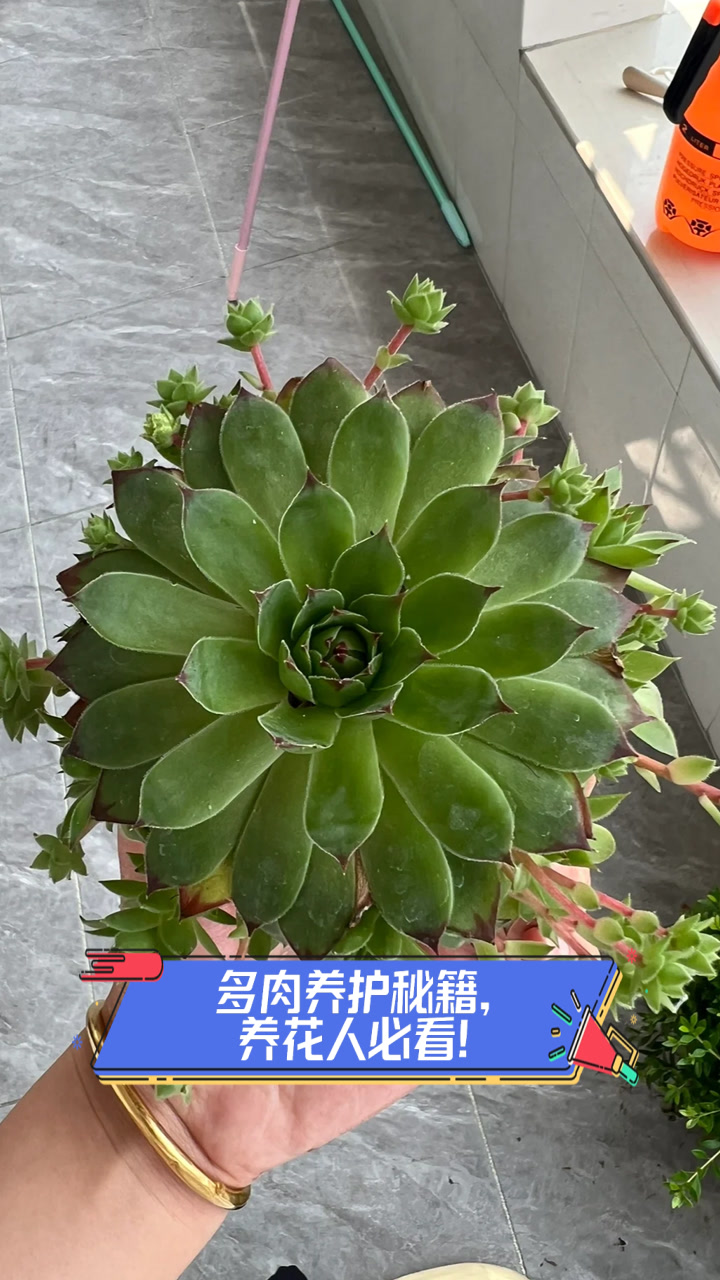 多肉养护秘籍，养花人必看！