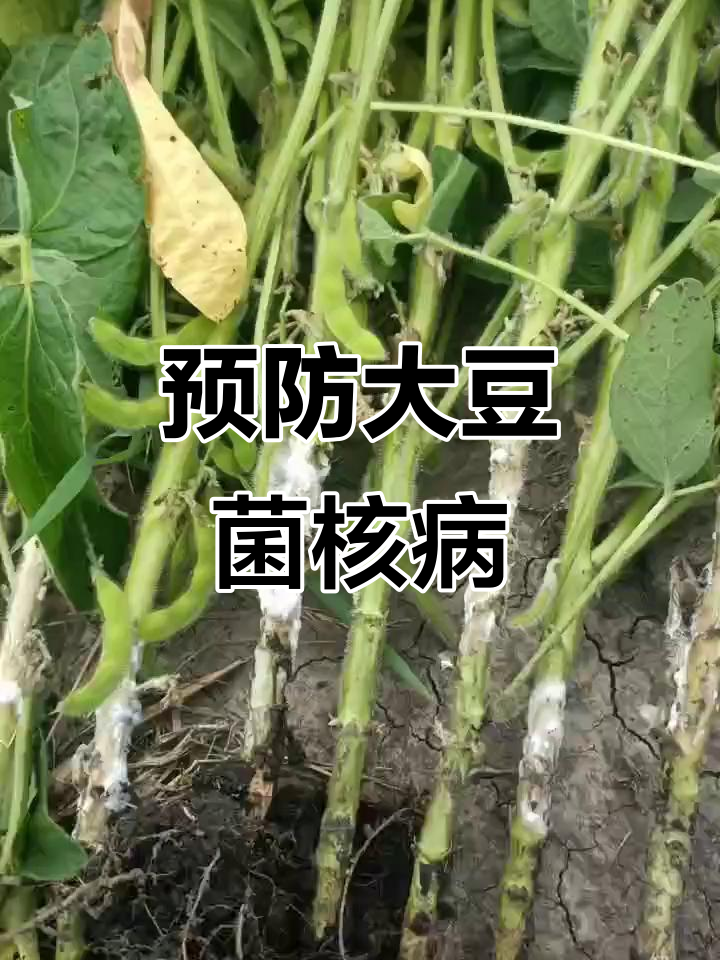 大豆菌核病来袭,茎腐症状不容忽视