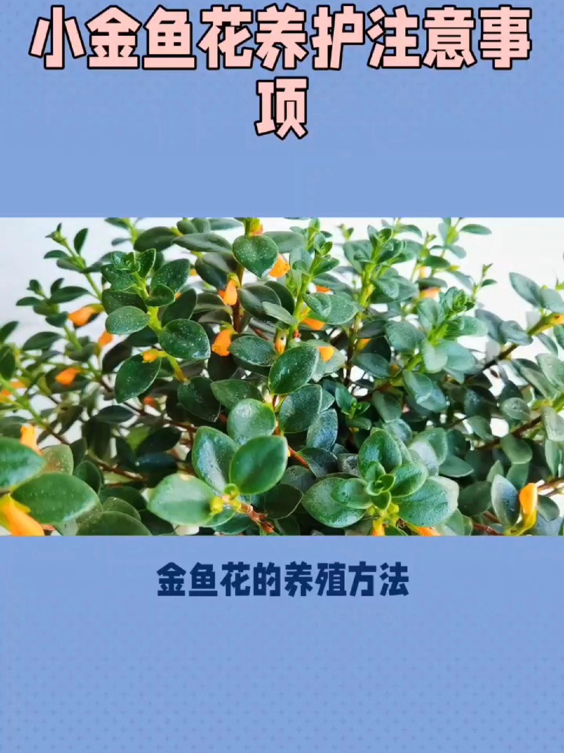 如何正确养护花卉金鱼花