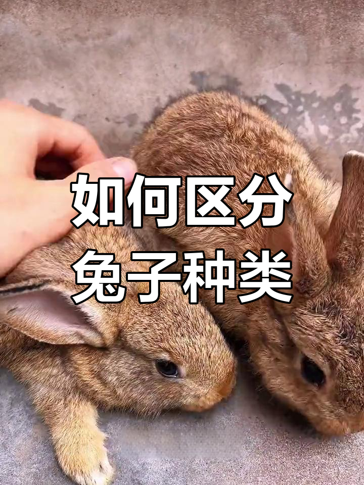 宠物兔与肉兔的区别,小时候竟然这么像