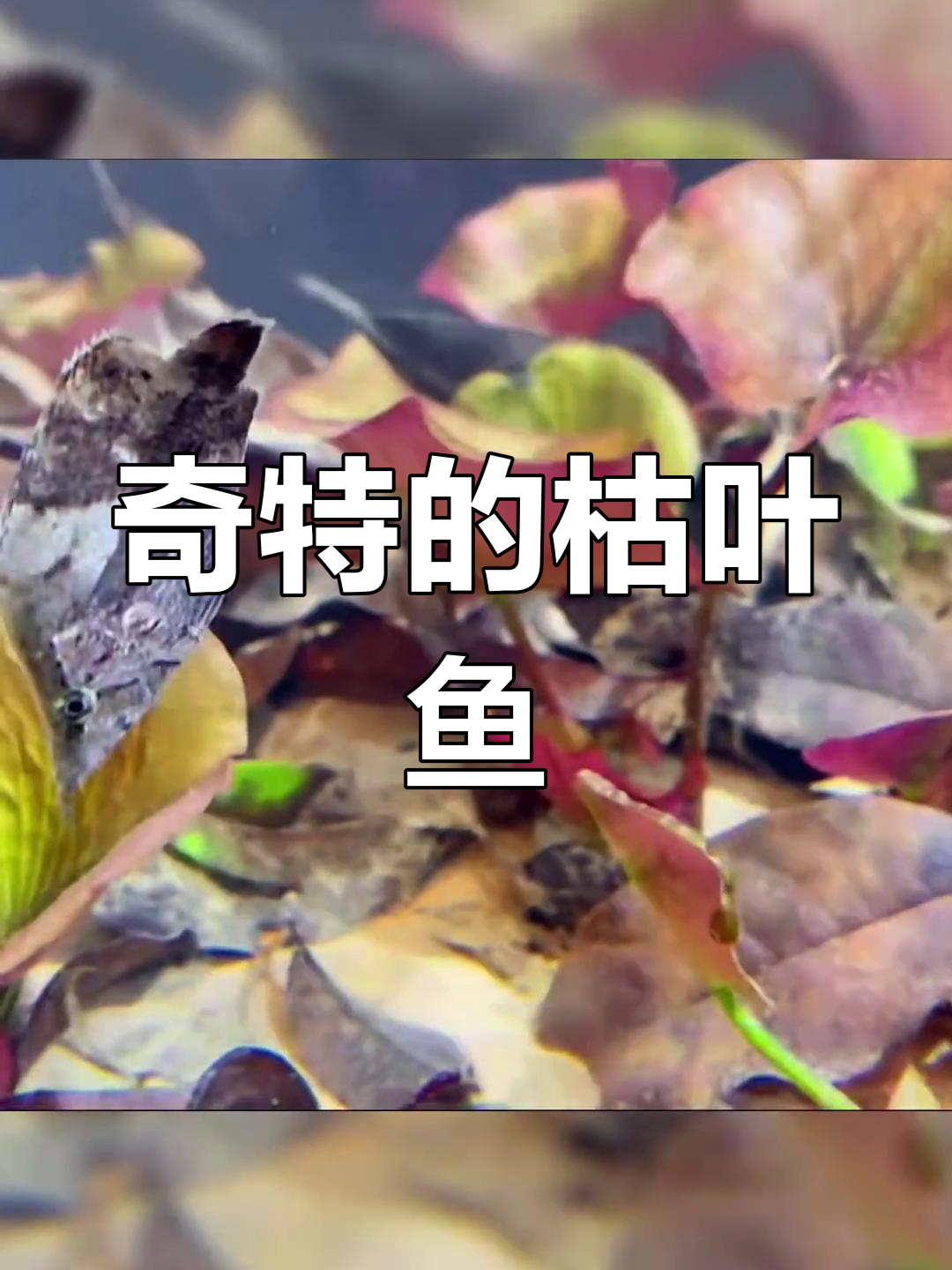 枯叶鱼:伪装高手与高成本饲养