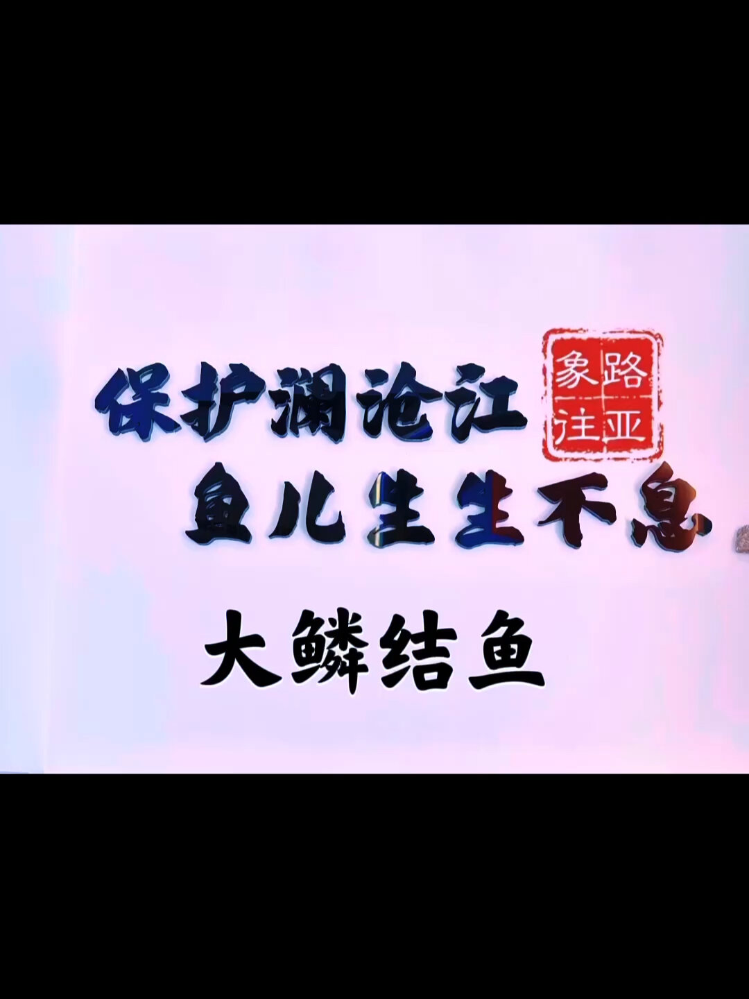 澜沧江原生鱼系列之大鳞结鱼