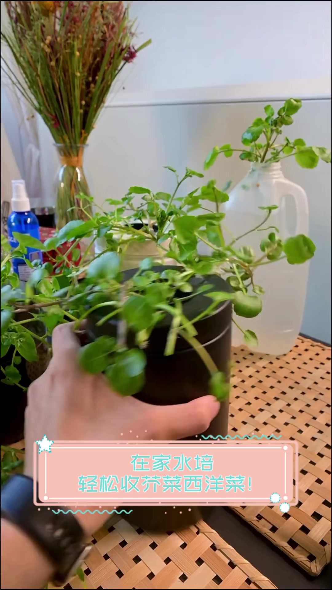 在家水培,轻松收芥菜西洋菜!