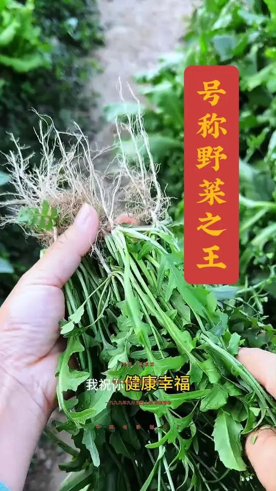 荠菜,春天很好吃的野菜,你吃过吗,又是怎么吃的呢