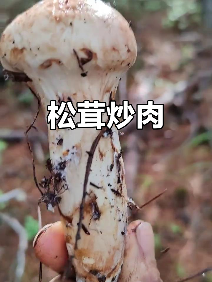 松茸炒肉片,简单又美味!
