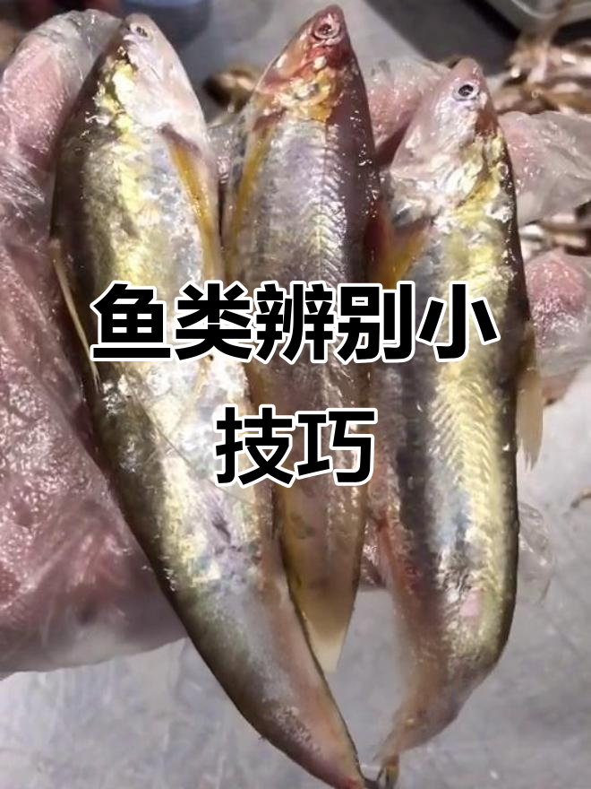 凤尾鱼与刀鱼的差异,放一起立刻明显