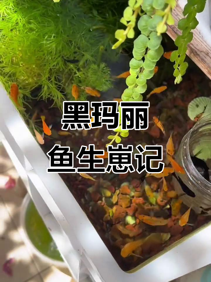黑玛丽球每月一窝,小鱼苗不断出生