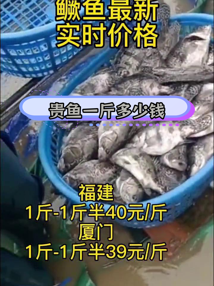 各地贵鱼价格对比