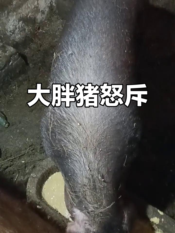 妹妹不听话,大胖猪发飙了!