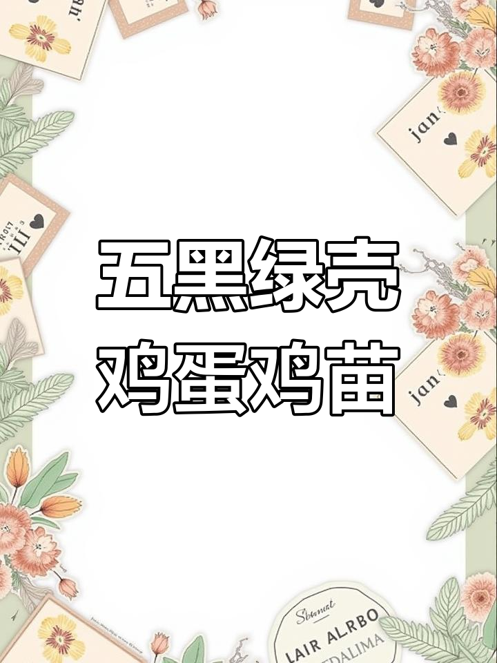 五黑绿壳蛋鸡苗,孵化场直供一手货源