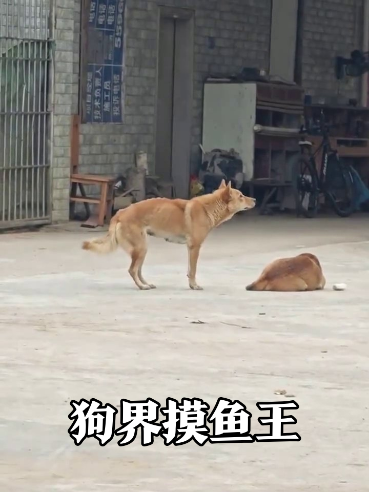 左边站岗右边躺!狗界摸鱼现场太真实,小娃路过笑喷了
