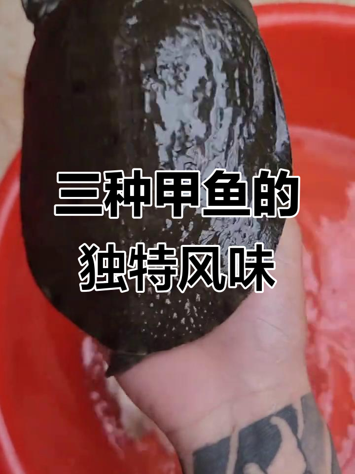 甲鱼品种大揭秘:三种不同口感,哪种最适合你?