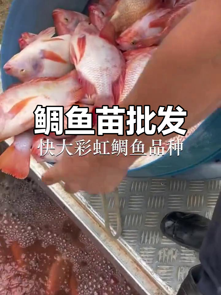 优质鲷鱼苗供应,深圳、东莞多地批发