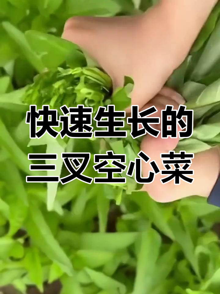 三叉空心菜,阳台种植必选美味蔬菜