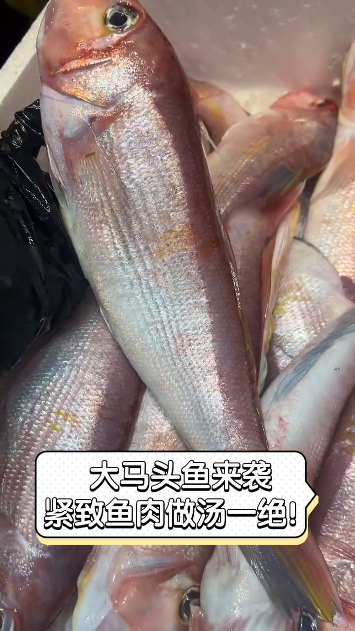 大马头鱼来袭,紧致鱼肉做汤一绝!