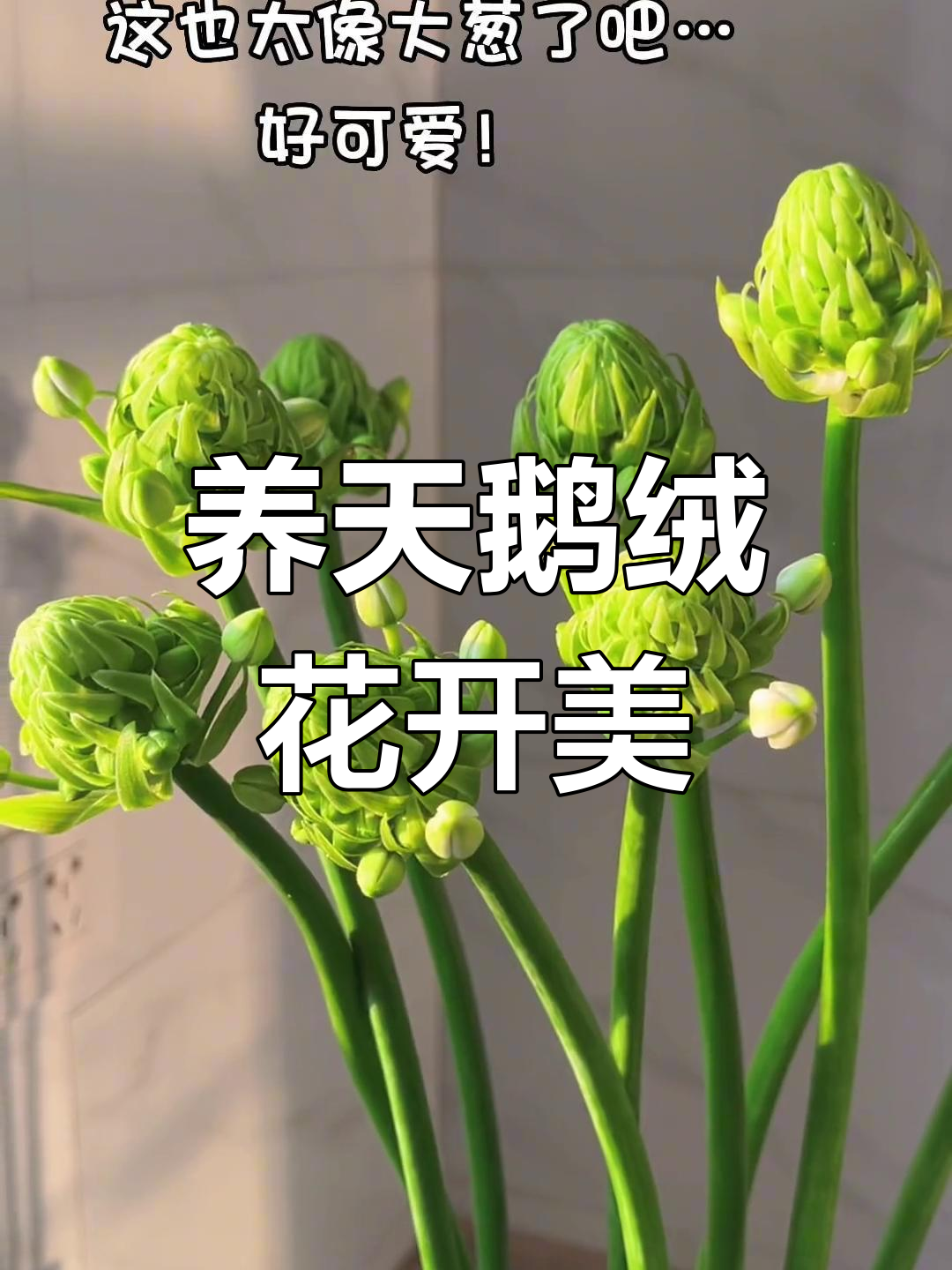 夏季浪漫治愈,养一束天鹅绒花,开花后超惊艳!