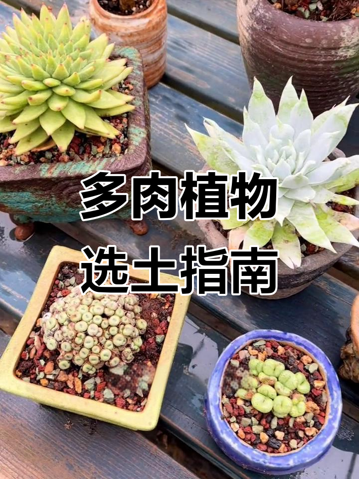 多肉植物配土技巧：不同品种如何选择颗粒比例