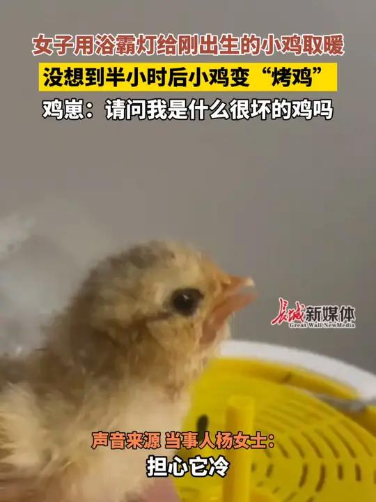 1月23日,浙江杭州。女子用浴霸灯给刚出生的小鸡取暖,没想到半小时后小鸡变“烤鸡”,鸡崽: