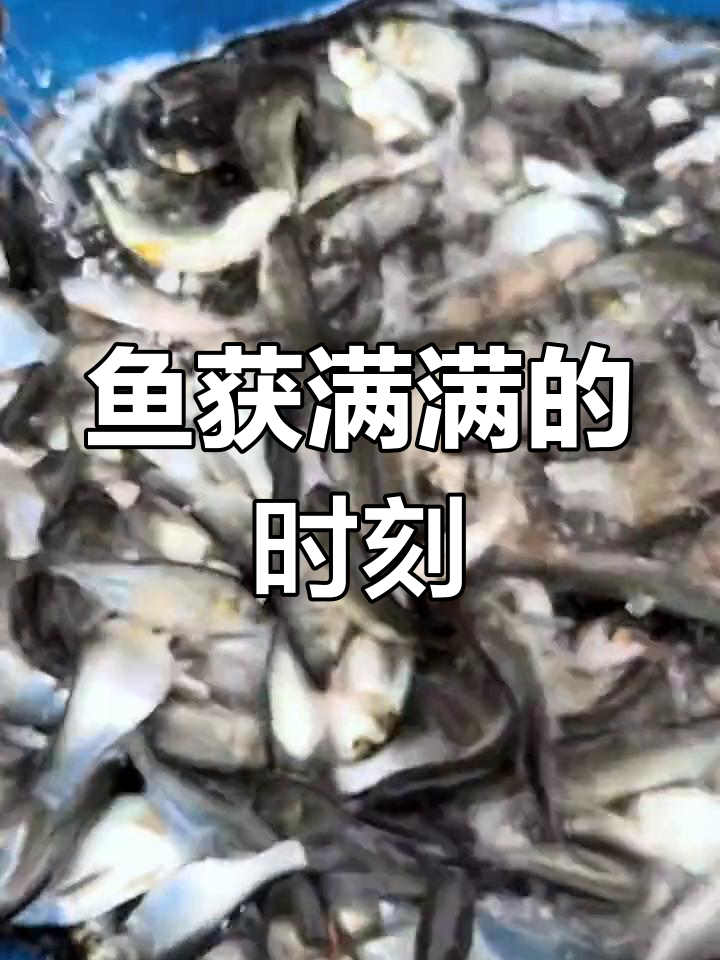 白鲢鱼苗养殖收获满满
