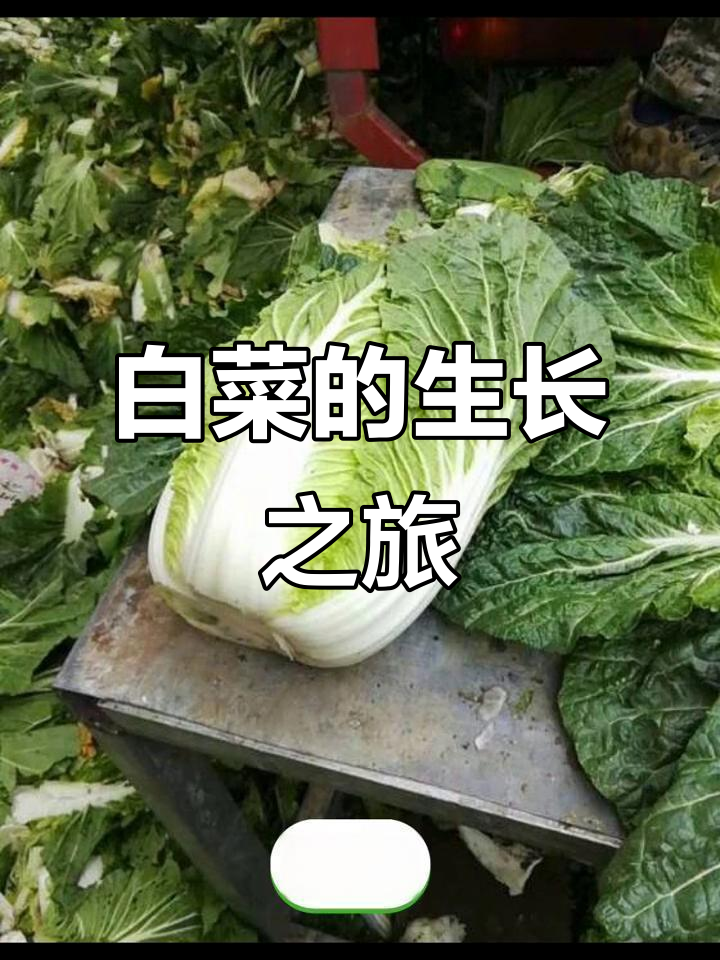 5月白菜花黄，果实球形，生长跨春夏