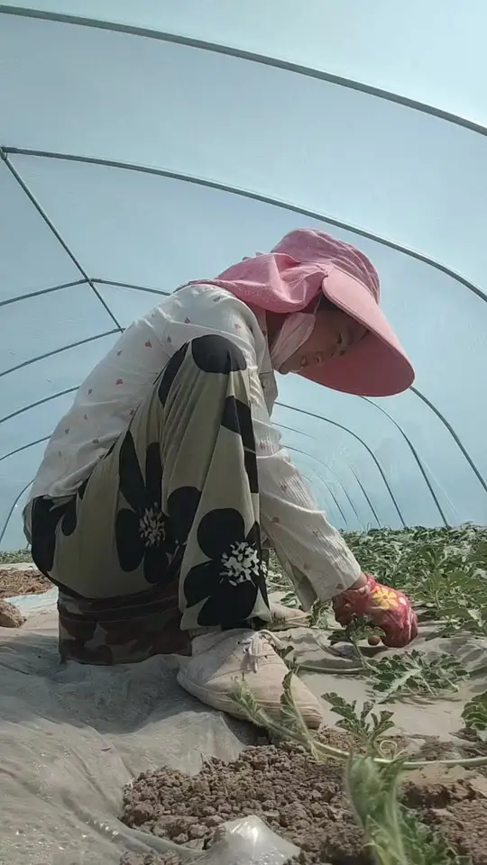 早熟露天西瓜种子怎么选?甜瓜打头及西瓜重茬地处理方法揭秘