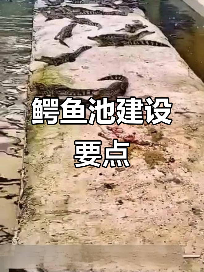 鳄鱼养殖池设计技巧,如何提高饲养效率