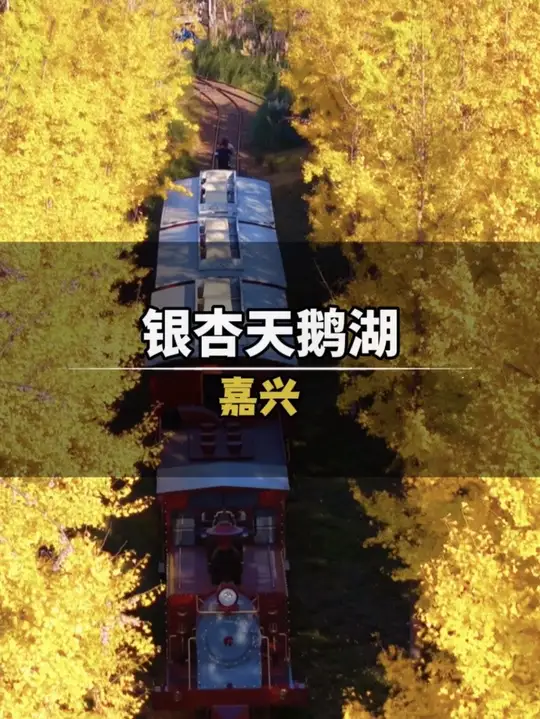 这个季节银杏天鹅湖超火，仿佛踏入金色童话世界