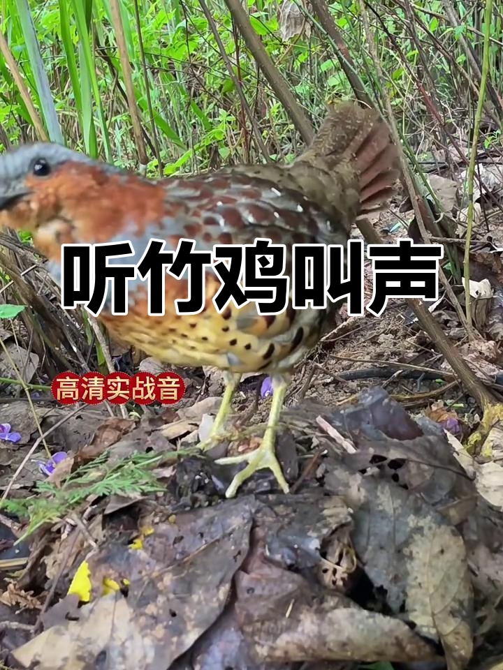 竹鸡鸣叫,聆听大自然的和谐之声