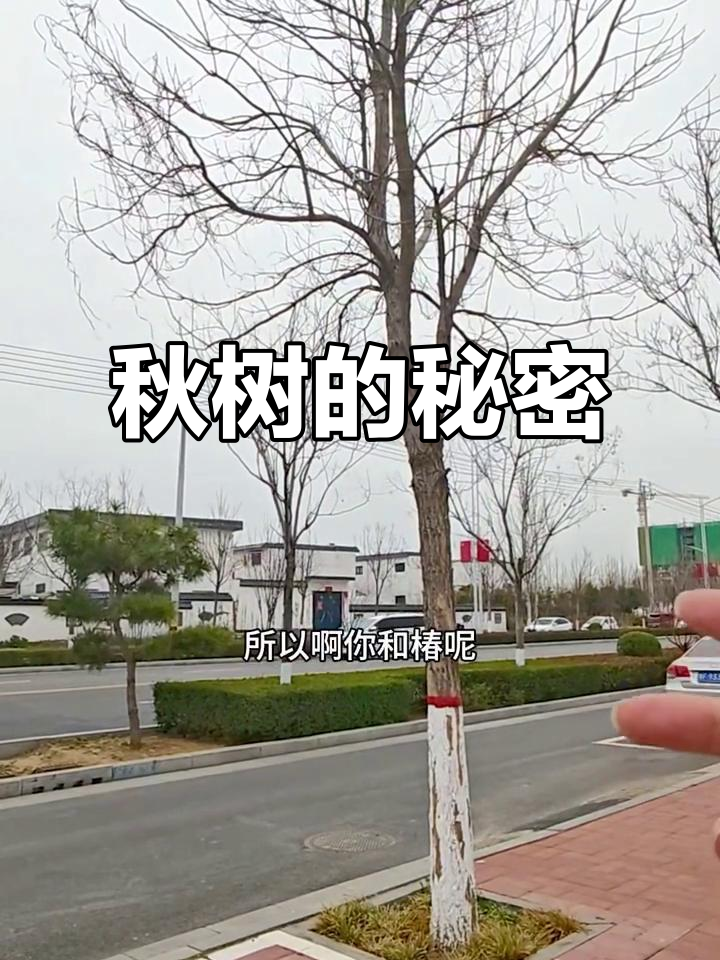 秋树豆荚挂满枝头，大鱼海棠中的“秋”究竟是什么？