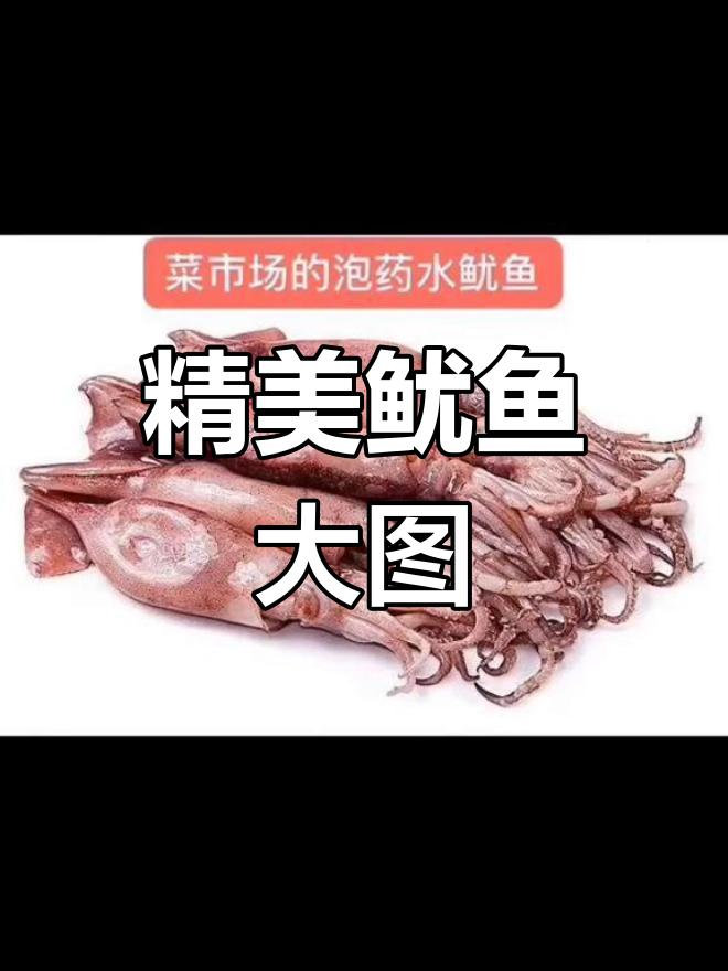 鱿鱼高清图片集锦