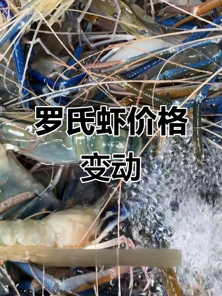 上海江阳市场罗氏虾价格波动,十月三十一日行情揭秘