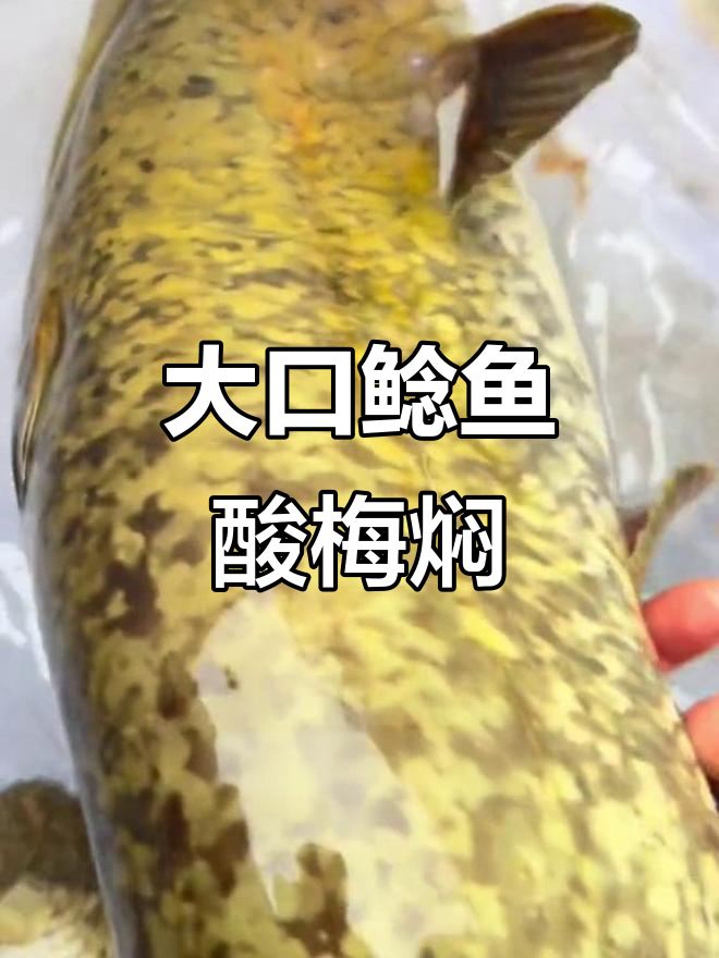 12斤大鲶鱼,酸梅焖做法揭秘