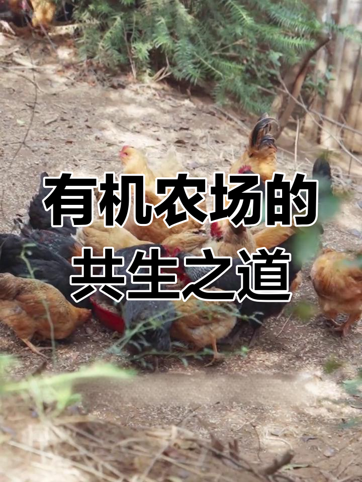 农场里的有机共生:大鹅、土鸡与蔬菜的循环生态