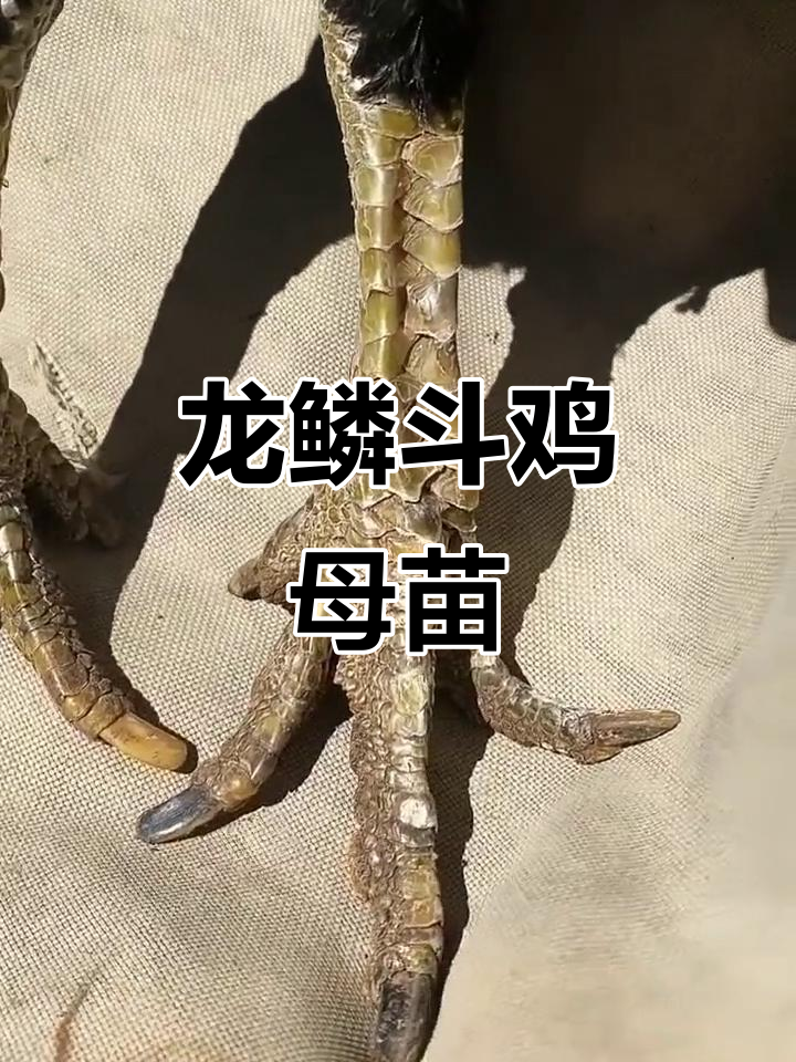 越南斗鸡纯种母鸡，龙鳞品种揭秘