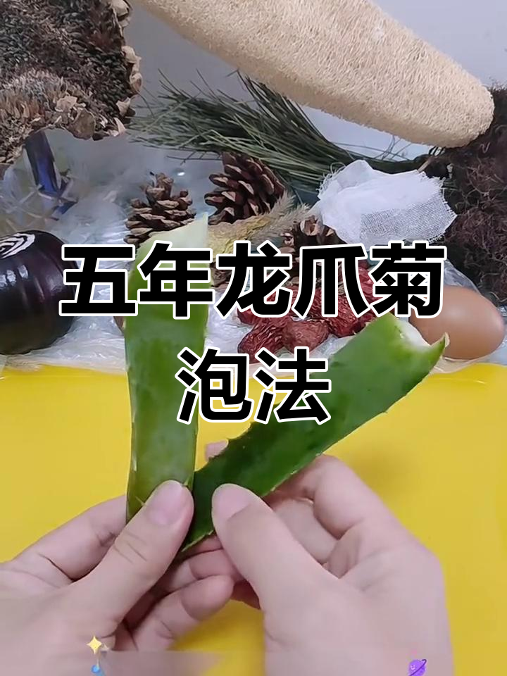 龙爪菊的神奇功效,五年以上的效果更佳
