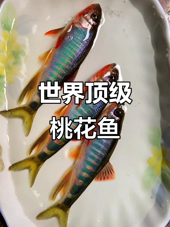 全球最贵淡水鱼,一条顶我几个月工资!